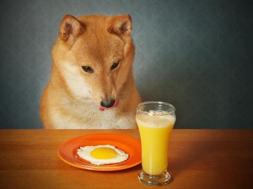 a dog ready to eat an egg in the plate