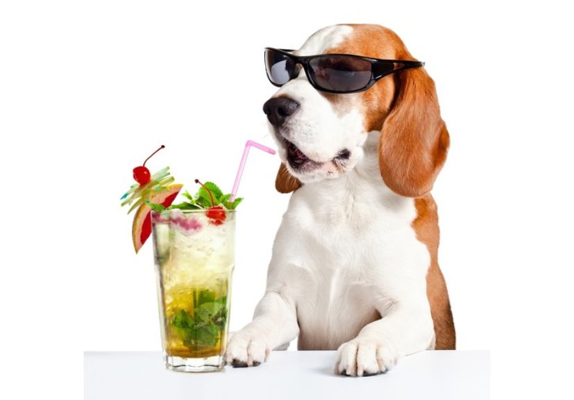 What can dogs drink besides water? A dog with goggles and glass of healthy drinks