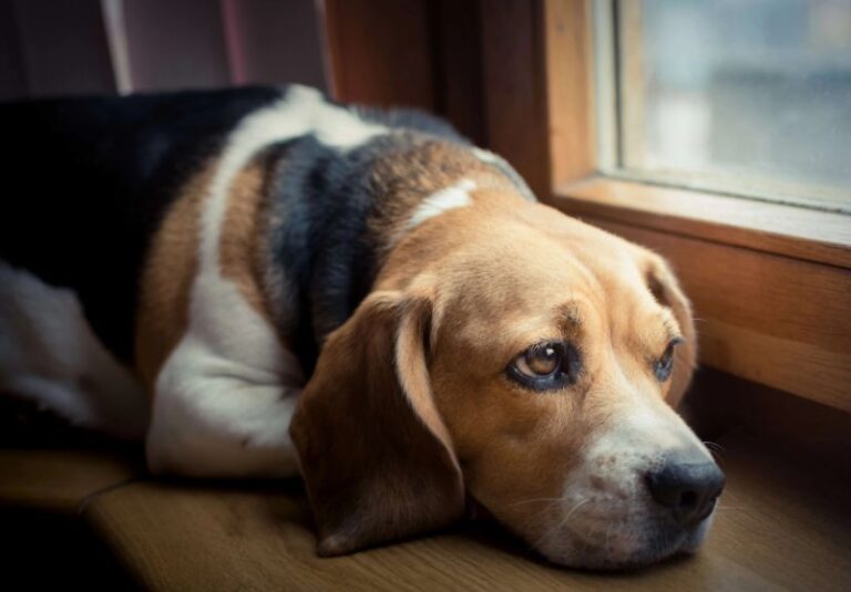 dog anxiety: a dog sitting on floor with depression